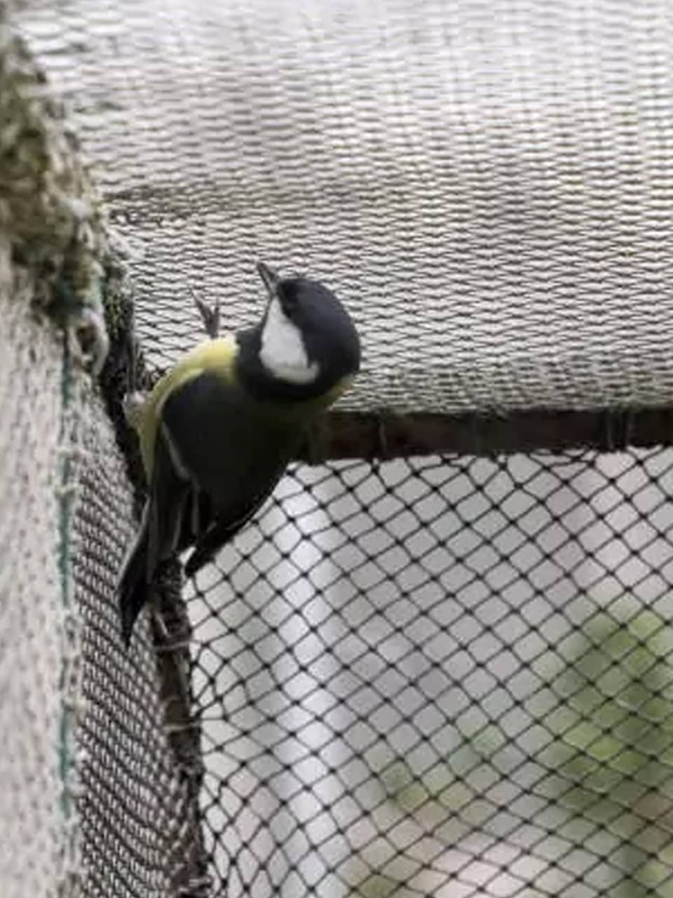 pigeon-net-for-balcony-near-me